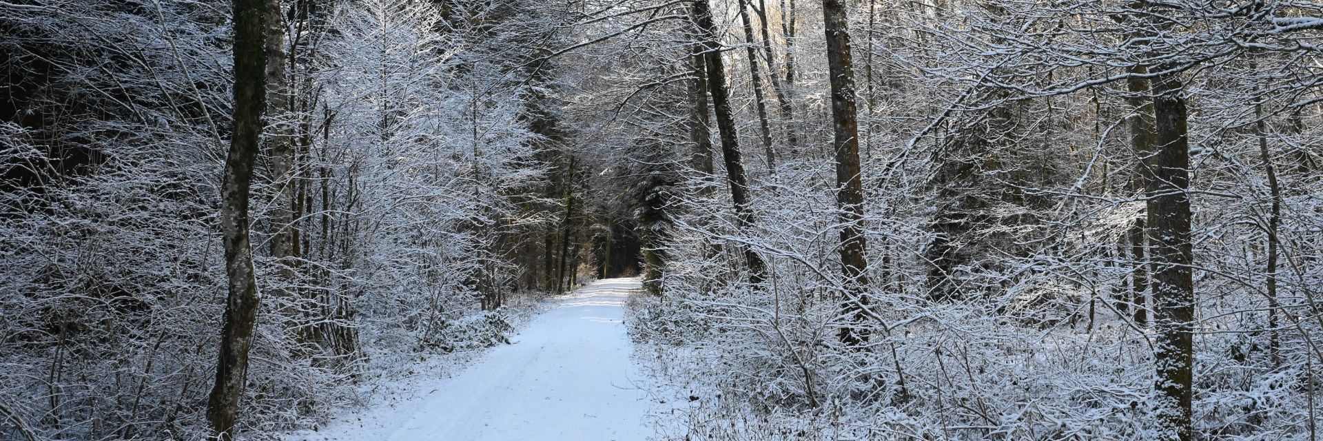 Waldweg Winter